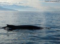 Filename=whalewatchingiceland10.JPG
Filesize=220KiB
Dimensions=1155x866
Date added=Dec 30, 2014 whalewatchingiceland10.JPG