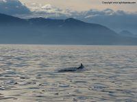 Filename=whalewatchingiceland12.JPG
Filesize=203KiB
Dimensions=1155x866
Date added=Dec 30, 2014 whalewatchingiceland12.JPG