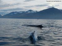 Filename=whalewatchingiceland14.JPG
Filesize=212KiB
Dimensions=1155x866
Date added=Dec 30, 2014 whalewatchingiceland14.JPG