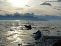 Filename=whalewatchingiceland15.JPG
Filesize=192KiB
Dimensions=1155x866
Date added=Dec 30, 2014 whalewatchingiceland15.JPG