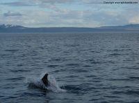 Filename=whalewatchingiceland4.JPG
Filesize=214KiB
Dimensions=1155x866
Date added=Dec 30, 2014 whalewatchingiceland4.JPG