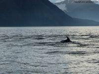 Filename=whalewatchingiceland5.JPG
Filesize=291KiB
Dimensions=1155x866
Date added=Dec 30, 2014 whalewatchingiceland5.JPG