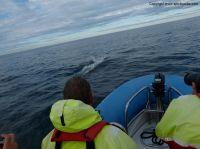 Filename=whalewatchingiceland6.JPG
Filesize=188KiB
Dimensions=1155x866
Date added=Dec 30, 2014 whalewatchingiceland6.JPG