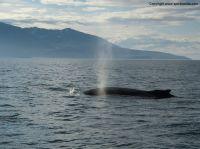 Filename=whalewatchingiceland7.JPG
Filesize=236KiB
Dimensions=1155x866
Date added=Dec 30, 2014 whalewatchingiceland7.JPG