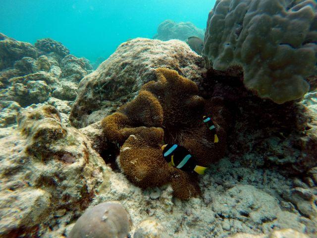 Anemonenfisch auf den Malediven Sun Island