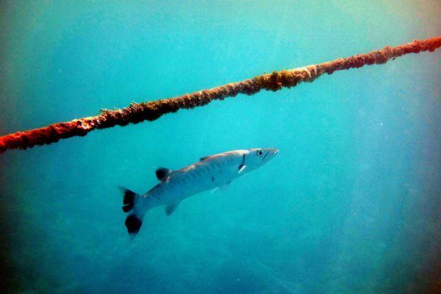 Barracuda Sun Island