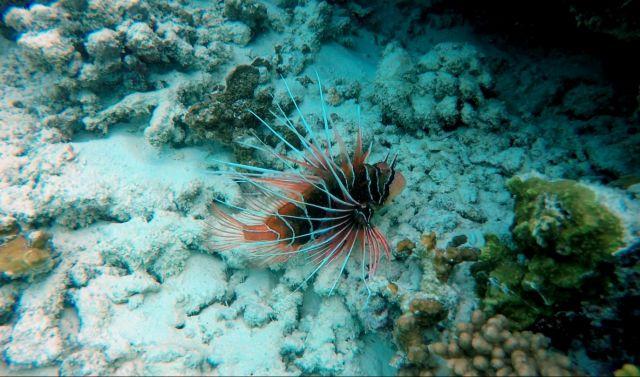 Feuerfisch am Sun Island Riff auf den Malediven