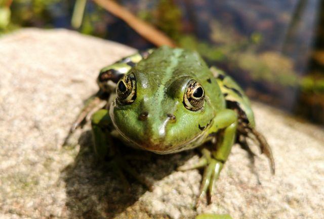 Heranzoomen mit Tele an Frosch