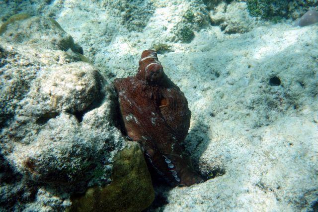 Octopus auf Sun Island