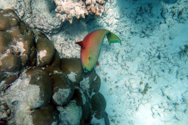 Papagaienfisch auf Sun Island