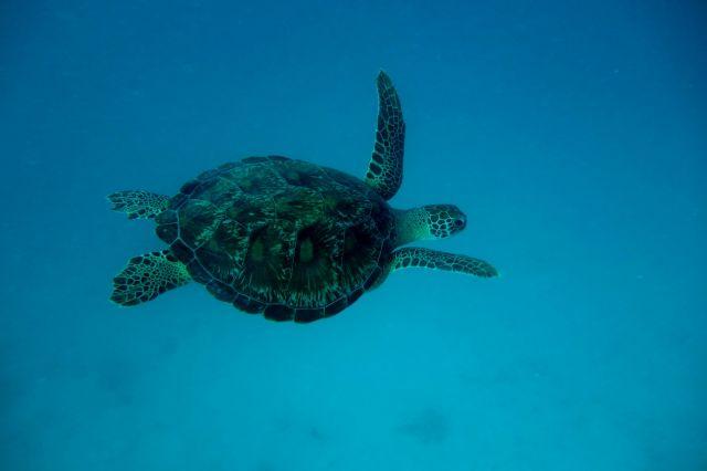 Schildkröte Sun Island Malediven
