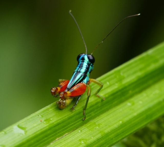 Makro-Foto Insekt