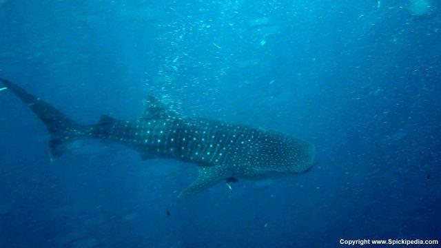 Walhai südliches Ari Atoll