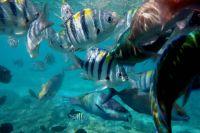 Filename=Fische_Sun_Island_2.JPG
Filesize=445KiB
Dimensions=2121x1414
Date added=Feb 01, 2018 Fische_Sun_Island_2.JPG