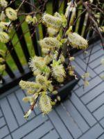 Filename=IMG_20180409_133310.jpg
Filesize=5660KiB
Dimensions=5472x7296
Date added=Apr 09, 2018 IMG_20180409_133310.jpg