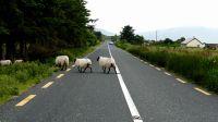Filename=Irland_28529.JPG
Filesize=844KiB
Dimensions=2309x1299
Date added=Jun 24, 2018 Irland_28529.JPG