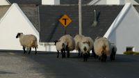 Filename=Irland_28729.JPG
Filesize=457KiB
Dimensions=2309x1299
Date added=Jun 24, 2018 Irland_28729.JPG