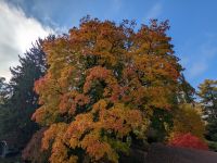 Filename=PXL_20211028_091427199.jpg
Filesize=4348KiB
Dimensions=4080x3072
Date added=Oct 28, 2021 PXL_20211028_091427199.jpg