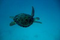 Filename=Schildkroete.jpg
Filesize=267KiB
Dimensions=2121x1414
Date added=Feb 01, 2018 Schildkroete.jpg