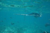 Filename=Unterwasser-Ohr.jpg
Filesize=400KiB
Dimensions=2048x1365
Date added=Jul 02, 2018 Unterwasser-Ohr.jpg