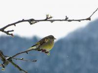 spickipedia_birdwatching_08042012.JPG