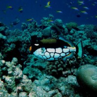 Sun Island Resort Malediven Welche Fische kann man am Hausriff sehen?