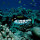 Sun Island Resort Malediven Welche Fische kann man am Hausriff sehen?