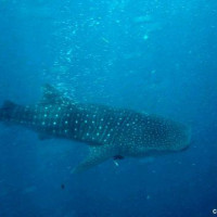 Sun Island Malediven Walhai beobachten - Lohnt es sich?